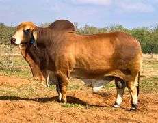 EMBRYOS: POLLED PATHFINDER X +MISS TRIPLE C 5/4 (P)