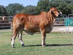 Replacement Heifer: LN POLLED CLARA 428 (P)