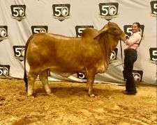 AI SEMEN PACKAGE: LMC LN Polled Pappo 136/6 (P)