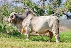 SEMEN: LMC LF POLLED HOSS 108/9 (S)