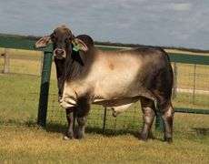 Show Heifer: LMC LF POLLED NYSSA 84/5 (S)