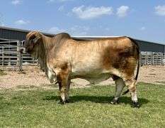 FEMALE SEXED SEMEN:  MR. 4F POLLED LANDMAN 145/1 (P)
