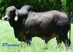 HALF INTEREST: PCC STORM'S COMING 72/4