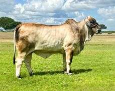 Show Heifer: MISS 4F POLLED 203/4 (P)