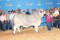 115 x 160 Frozen Embryos