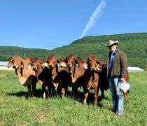 AI SEMEN PACKAGE: LMC LN Polled Pappo 136/6 (P)