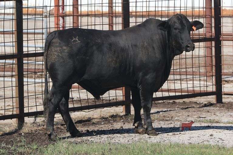 4341- Golden Certified F1 Brangus