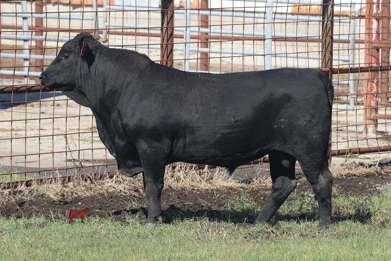 495- 3/4 Angus X 1/4 Brahman