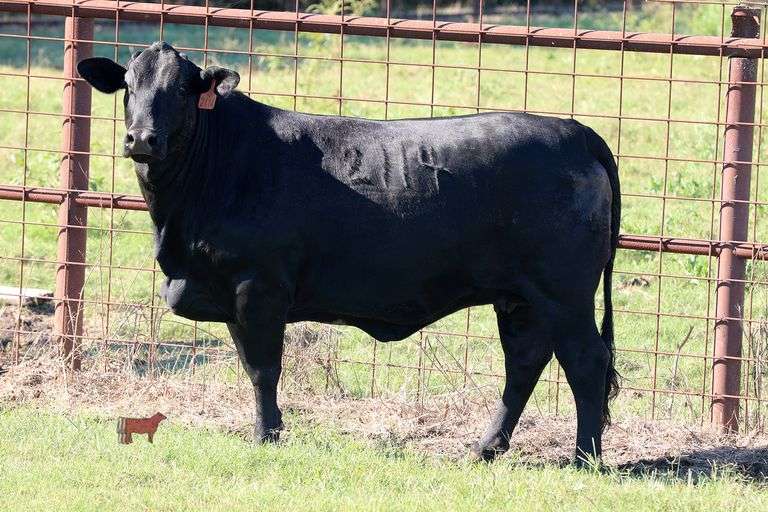 2114- Golden Certified F1 Brangus