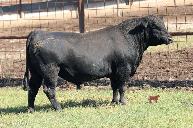 TSF Mr Payweight 4222