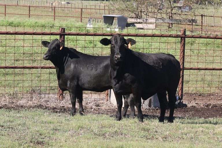 4443- Golden Certified F1 Brangus 4384- Golden Certified F1 Brangus