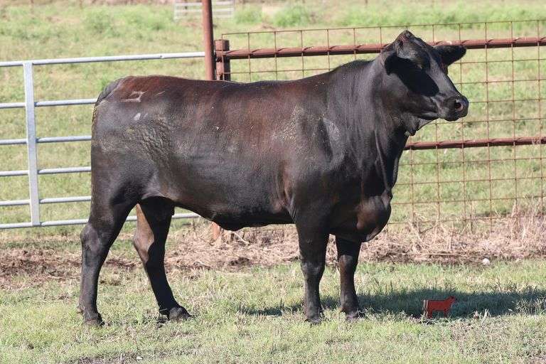 2032- Golden Certified F1 Brangus