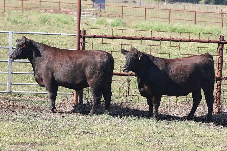 437- 3/4 Angus x 1/4 Brahman 433- 3/4 Angus x 1/4 Brahman