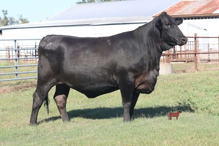 406- 3/4 Angus x 1/4 Brahman