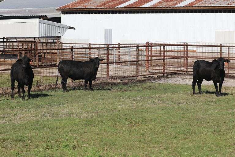 4077- Golden Certified F1 Brangus 4256- Golden Certified F1 Brangus 4104- Golden Certified F1 Brangu