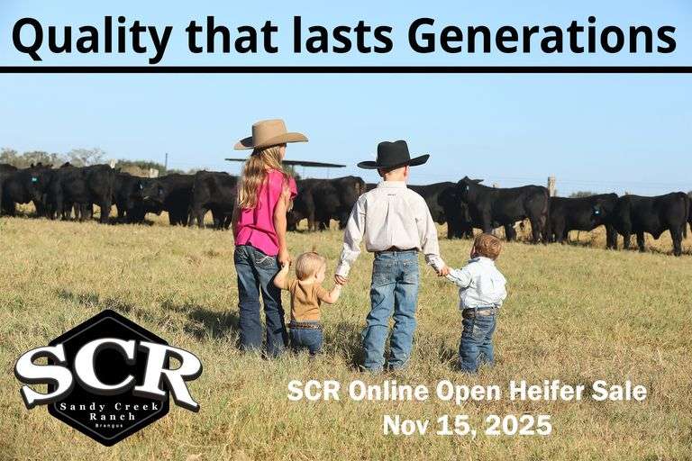 2nd Annual Sandy Creek Ranch Online Heifer Sale
