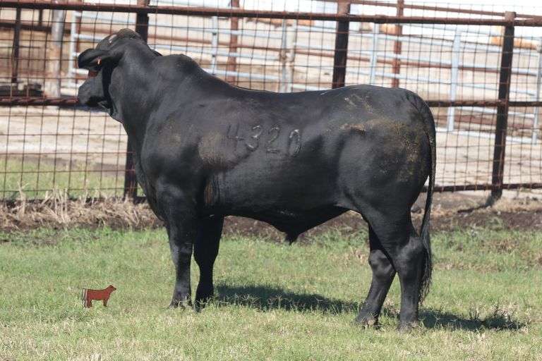 4320- Golden Certified F1 Brangus