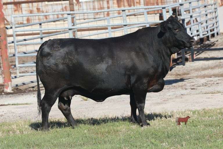 1370- Golden Certified F1 Brangus