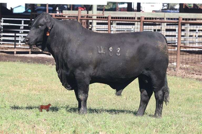 4183- Golden Certified F1 Brangus