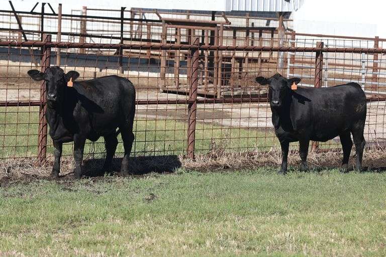 447- 3/4 Angus x 1/4 Brahman 429- 3/4 Angus x 1/4 Brahman