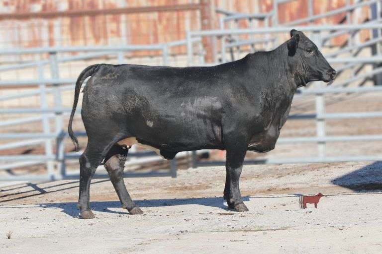 2088- Golden Certified F1 Brangus