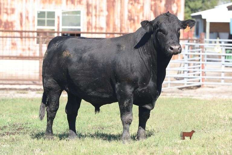 TSF MR EARLY ARRIVAL 4209