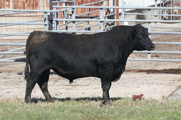 TSF MR PAYWEIGHT 4375