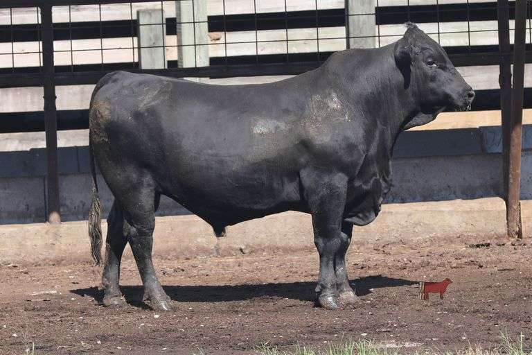 483- 3/4 Angus X 1/4 Brahman