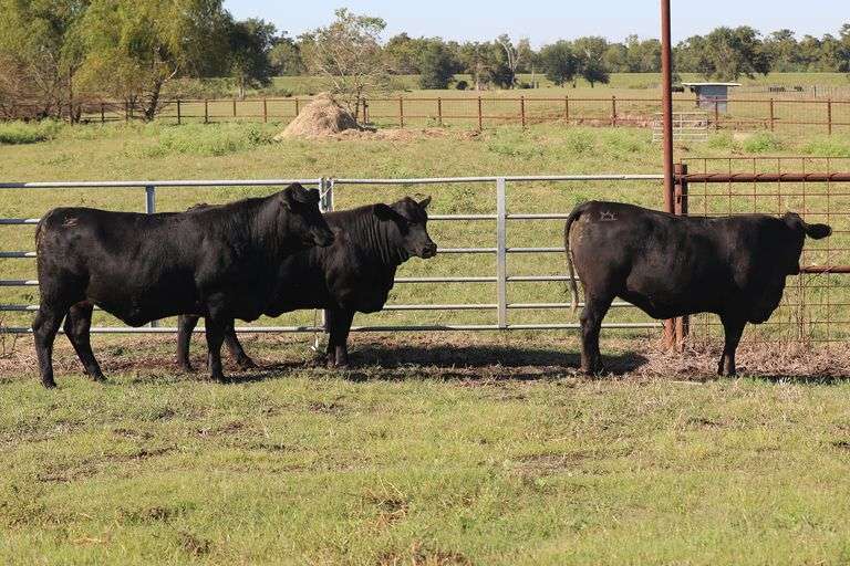 450- 3/4 Angus x 1/4 Brahman 434- 3/4 Angus x 1/4 Brahman 405- 3/4 Angus x 1/4 Brahman