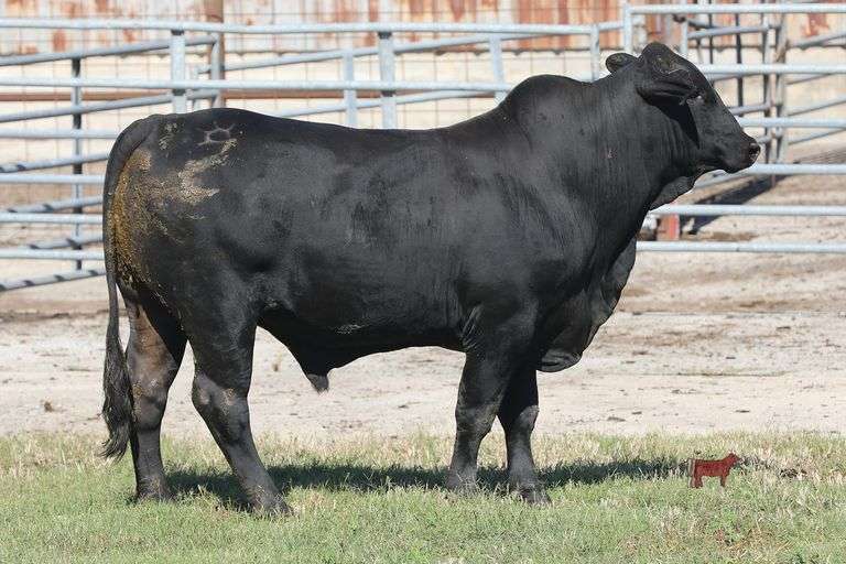 4193- Golden Certified F1 Brangus