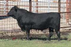 495- 3/4 Angus X 1/4 Brahman