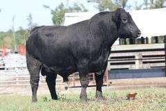 TSF MR PAYWEIGHT 4224