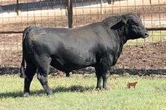 TSF Mr Payweight 4222