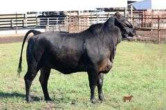 402- 3/4 Brahman X 1/4 Angus