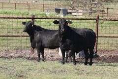 4443- Golden Certified F1 Brangus 4384- Golden Certified F1 Brangus