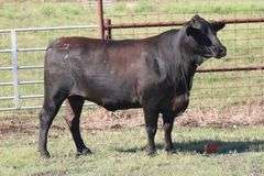 2032- Golden Certified F1 Brangus