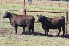 437- 3/4 Angus x 1/4 Brahman 433- 3/4 Angus x 1/4 Brahman