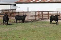 4077- Golden Certified F1 Brangus 4256- Golden Certified F1 Brangus 4104- Golden Certified F1 Brangu