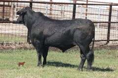 4320- Golden Certified F1 Brangus