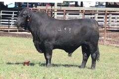 4183- Golden Certified F1 Brangus