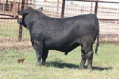 486- 3/4 Angus X 1/4 Brahman
