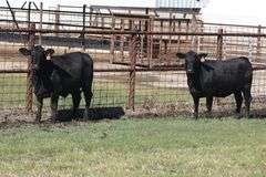 447- 3/4 Angus x 1/4 Brahman 429- 3/4 Angus x 1/4 Brahman