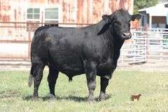 TSF MR EARLY ARRIVAL 4209