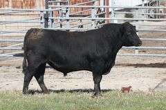 TSF MR PAYWEIGHT 4375