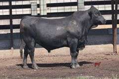 483- 3/4 Angus X 1/4 Brahman