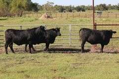 450- 3/4 Angus x 1/4 Brahman 434- 3/4 Angus x 1/4 Brahman 405- 3/4 Angus x 1/4 Brahman