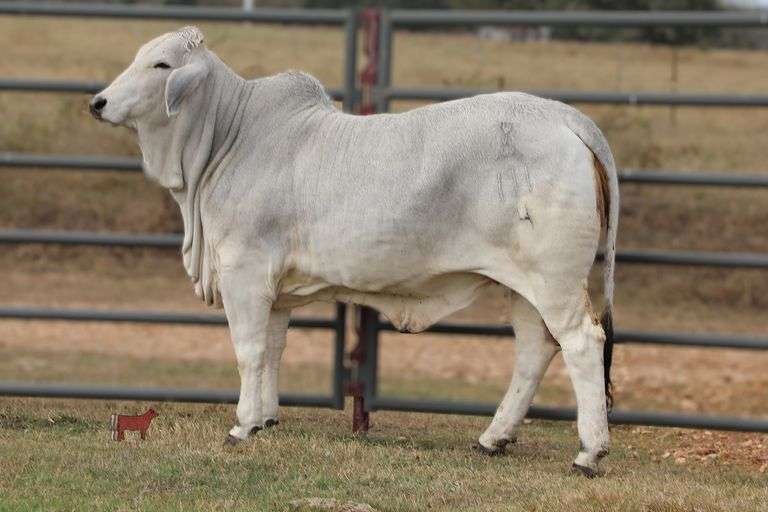 Replacement Heifer: MISS SANDGLASS 111/4