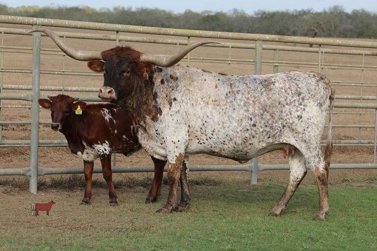 ECR Terrific Fortune