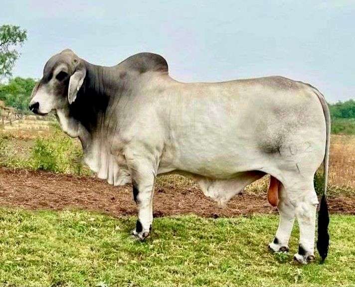 LMC LF Polled Bubba 102/1 5 Units of Semen