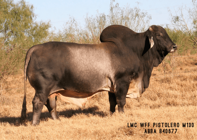 LMC WFF Pistolero M130 10 Units of Semen
